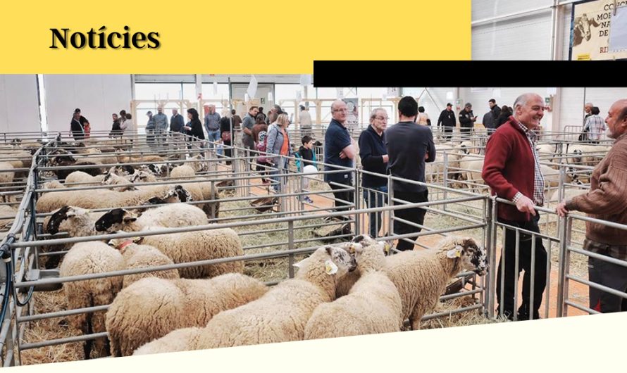 El Mercat del Ram de Vic: tradició, història i vida a Osona